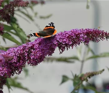 FüR MEHR BIENEN UND SCHMETTERLINGE!