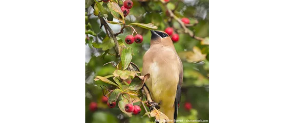 TOP 5 INSEKTENFREUNDLICHE PFLANZEN!