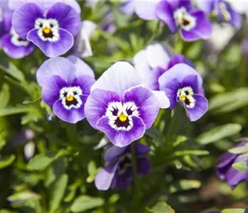 WINTER MIT FRüHLINGSBLUMEN VERTREIBEN