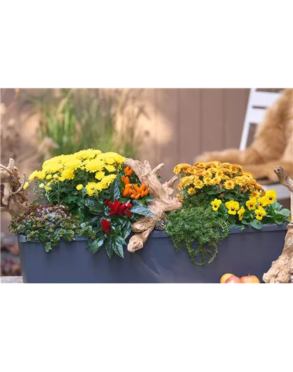 BLüTEN FüR DEN HERBSTBALKON!