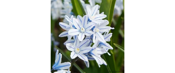 INSEKTENFREUNDLICHES FRüHJAHR!