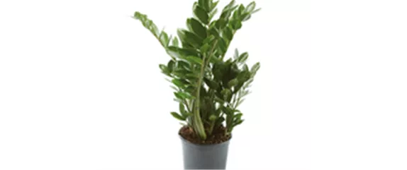 ZAMIOCULCAS - BESONDERS PFLEGELEICHT!