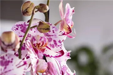 Orchideen