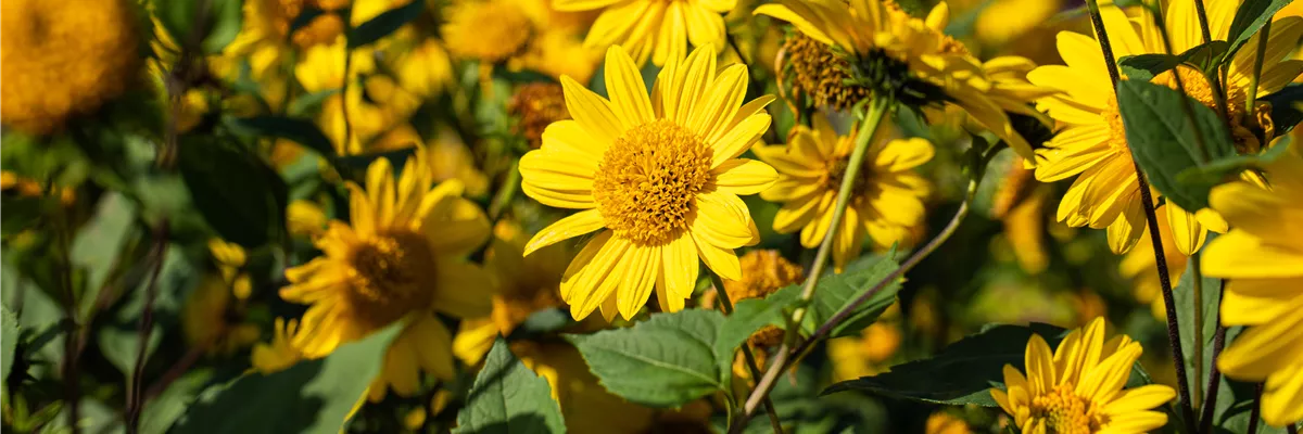 Helianthus decapetalus