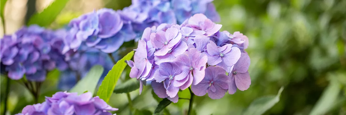 Hydrangea macrophylla 'Fantasia'®(s), blau