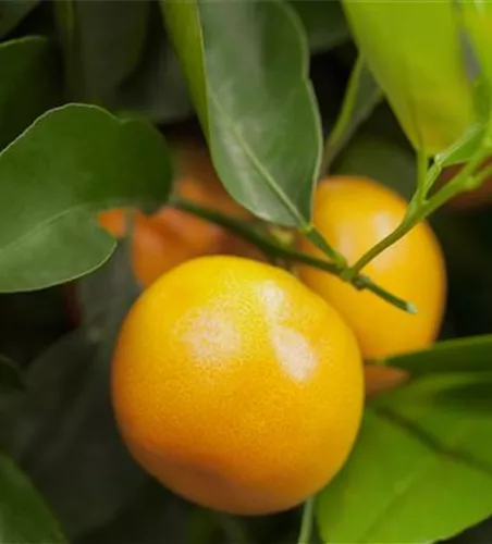 Citrus sinensis