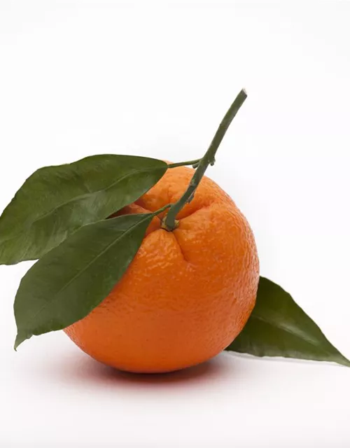 Citrus sinensis