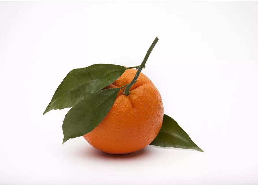 Citrus sinensis