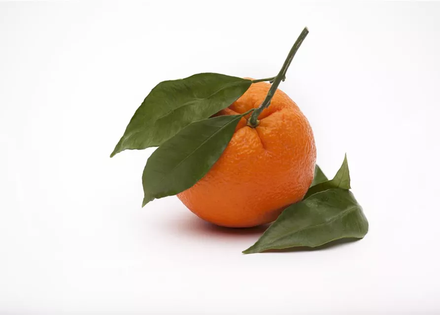 Citrus sinensis