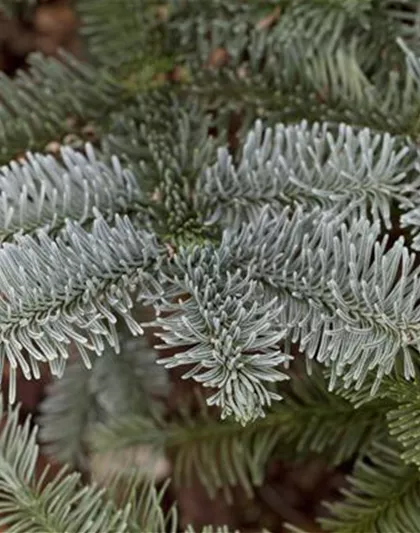 Abies procera