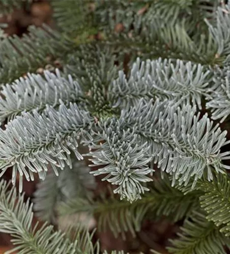 Abies procera