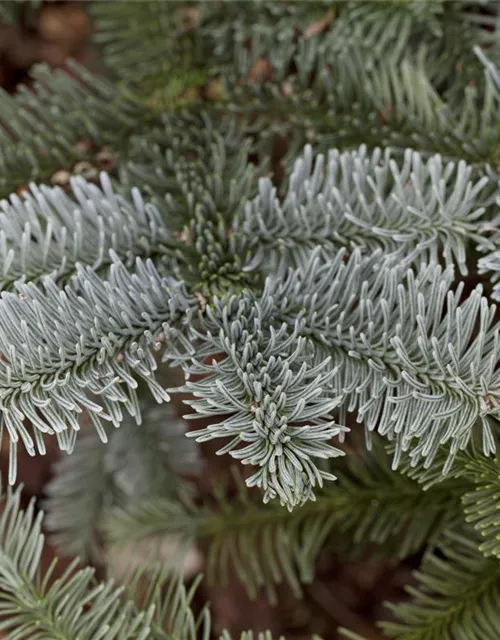 Abies procera