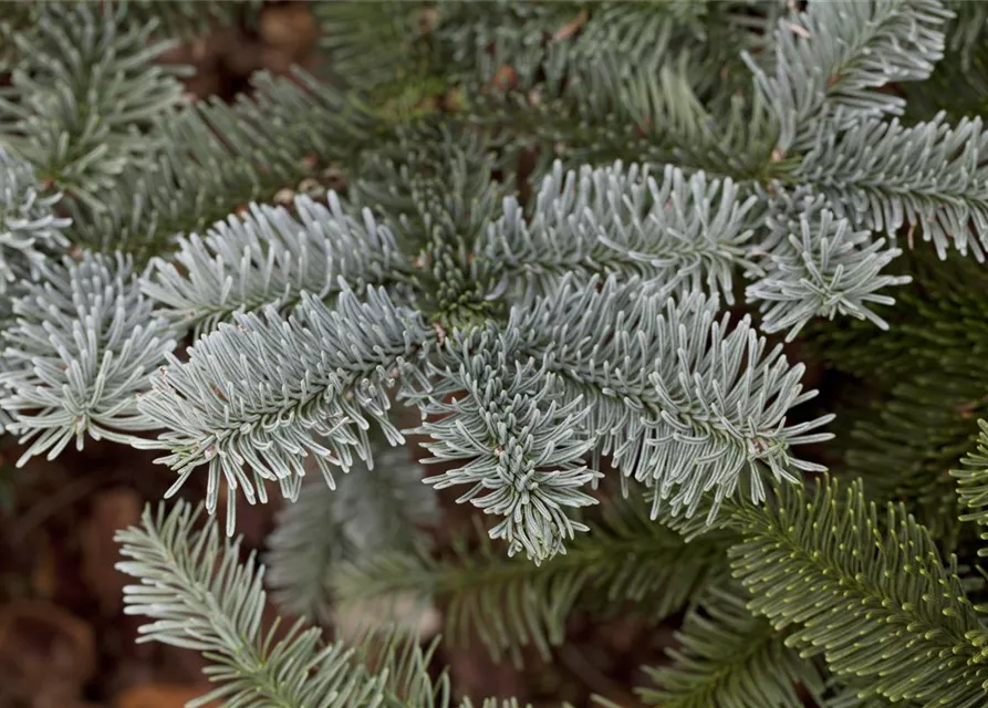 Abies procera