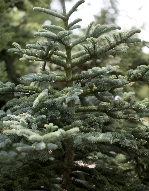 Abies procera