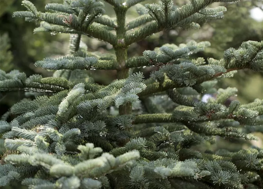 Abies procera