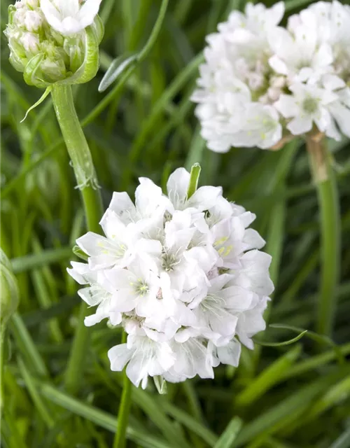 Armeria maritima