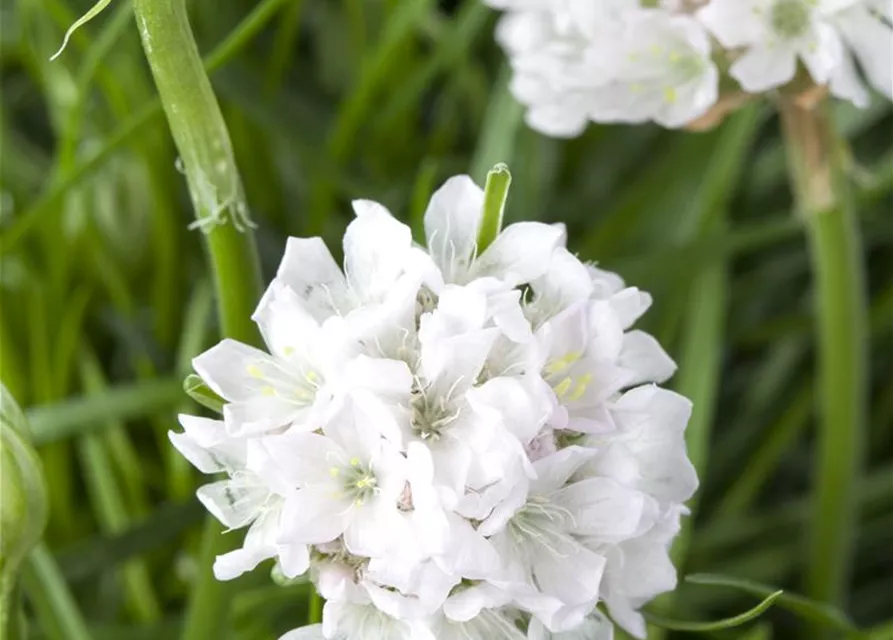 Armeria maritima