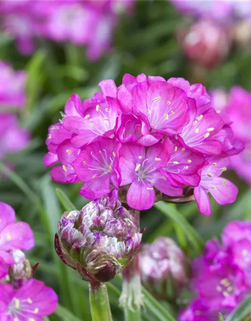 Armeria maritima