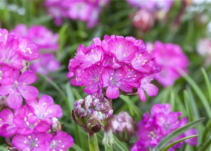 Armeria maritima