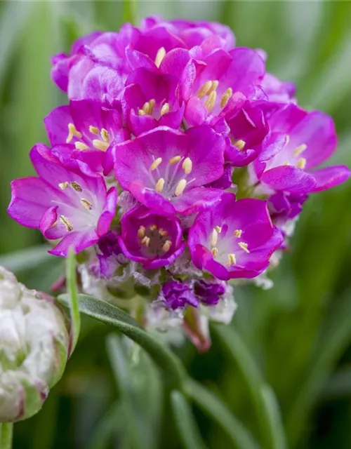 Armeria maritima