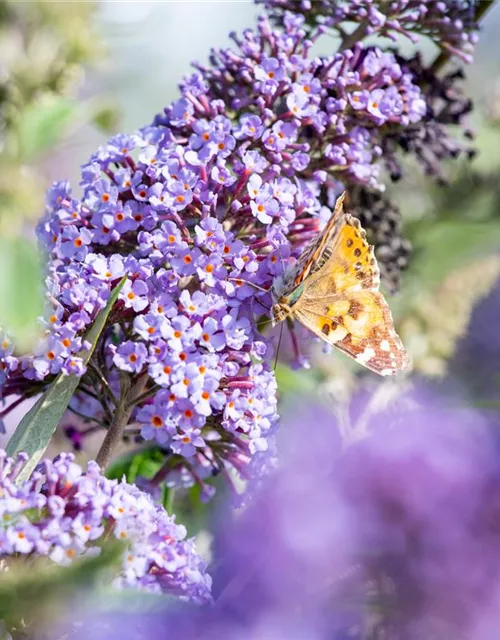 Buddleja davidii 'Empire Blue'