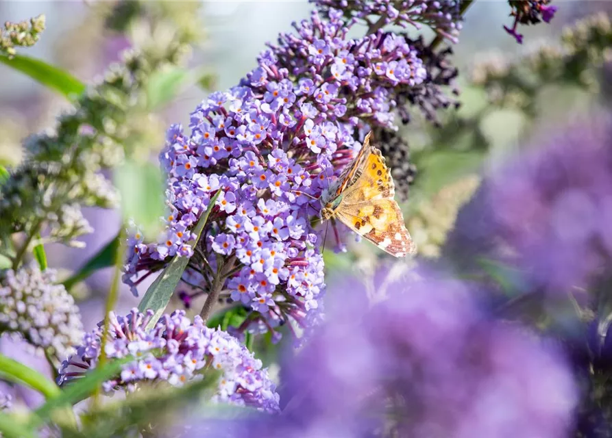 Buddleja davidii 'Empire Blue'