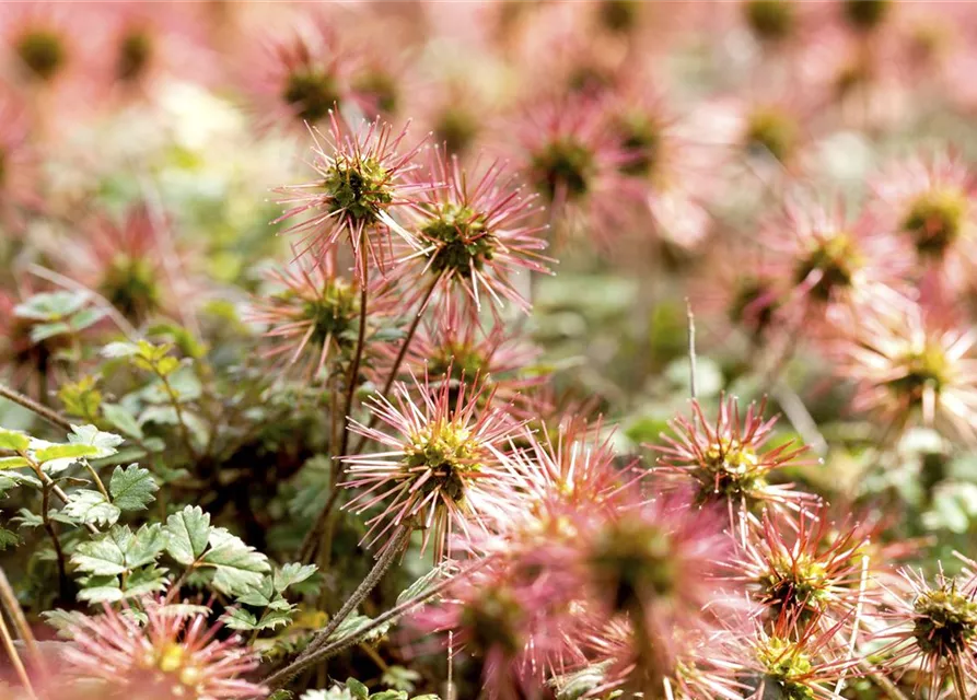 Acaena microphylla