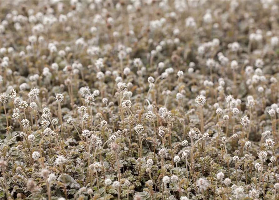 Acaena microphylla