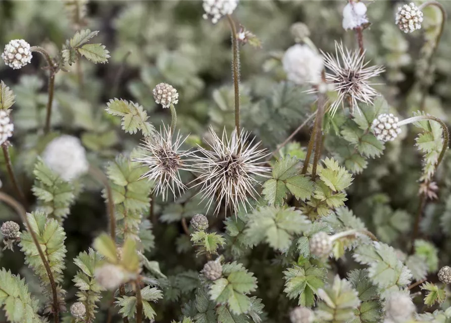 Acaena microphylla