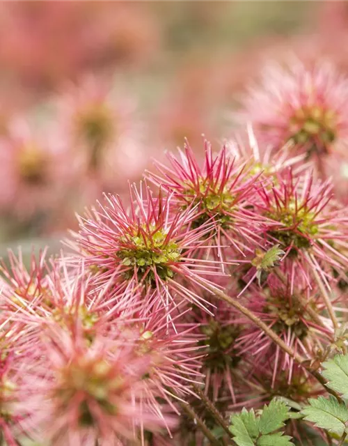 Acaena microphylla