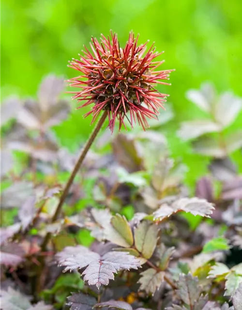 Acaena microphylla