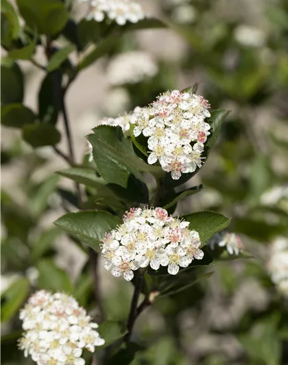 Aronia melanocarpa