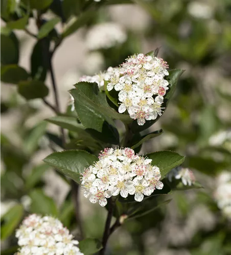 Aronia melanocarpa