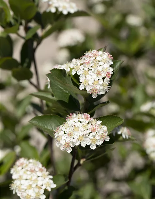 Aronia melanocarpa