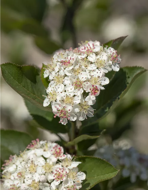 Aronia melanocarpa