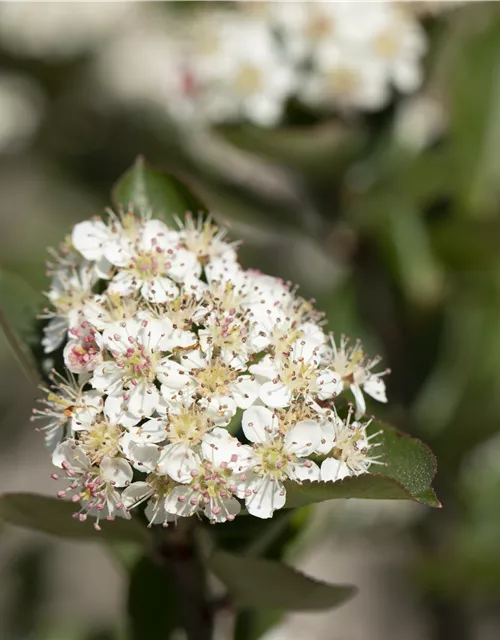 Aronia melanocarpa