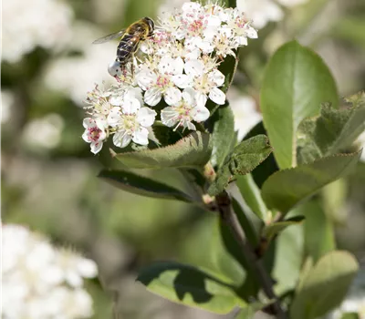 Aronia x prunifolia 'Nero'