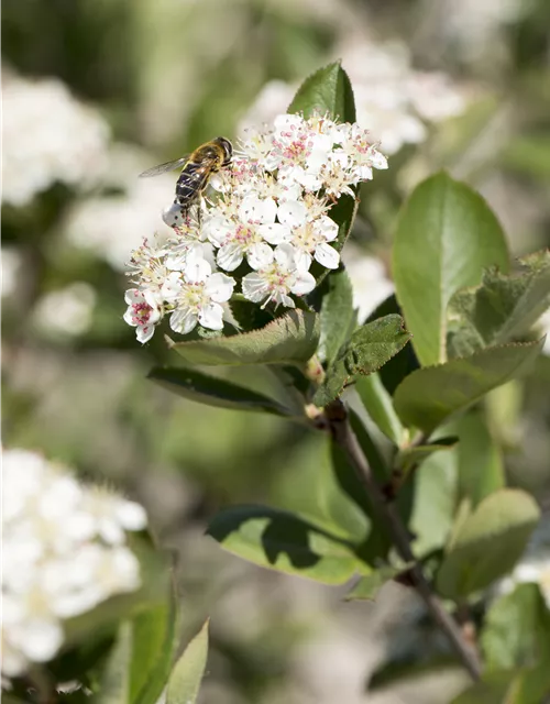 Aronia x prunifolia 'Nero'