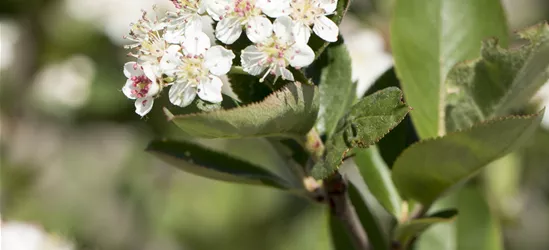 Aronia x prunifolia 'Nero'