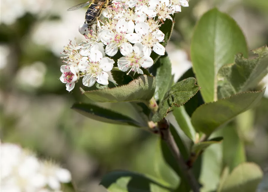 Aronia x prunifolia 'Nero'