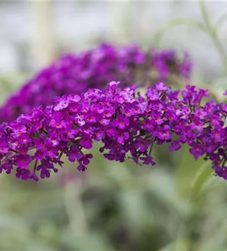 Buddleja davidii 'Royal Red'