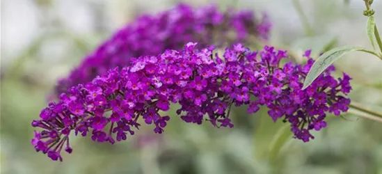 Buddleja davidii 'Royal Red'