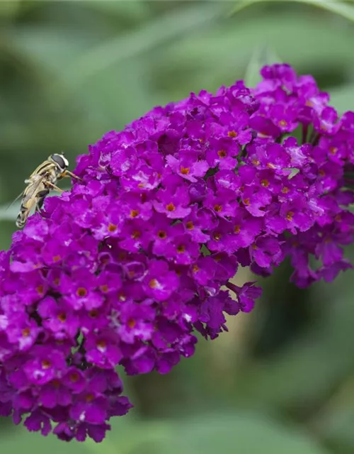 Buddleja davidii