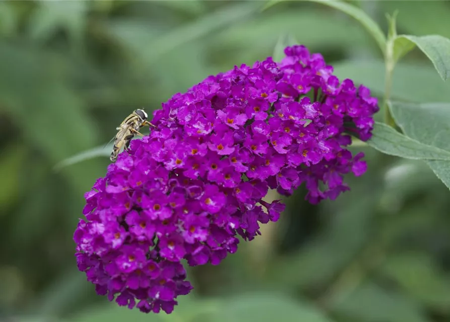 Buddleja davidii