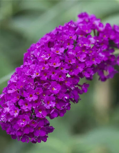 Buddleja davidii 'Royal Red'