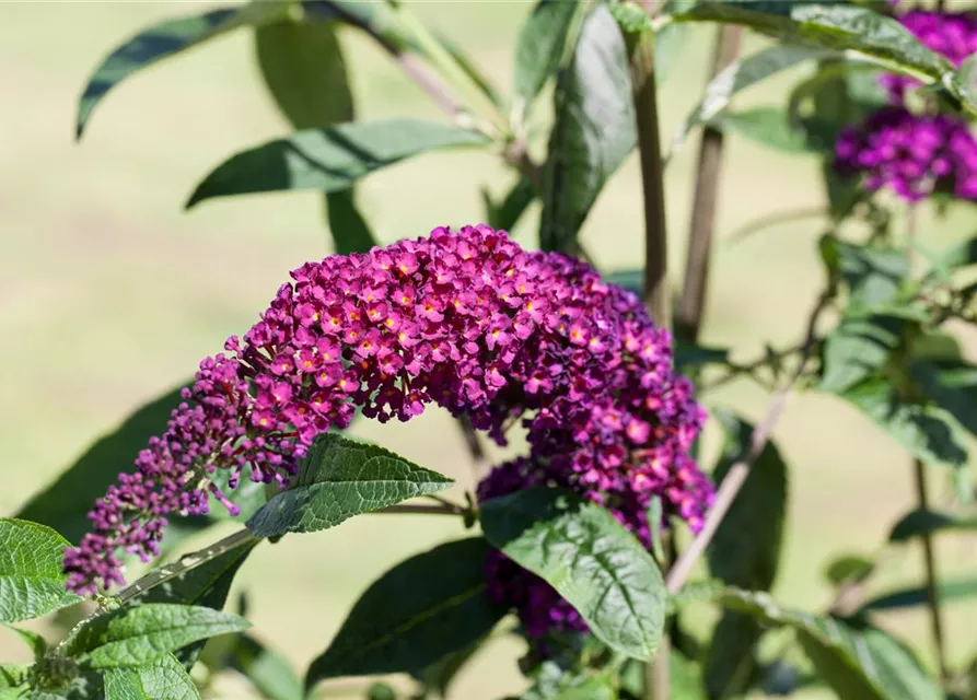 Buddleja davidii 'Royal Red'