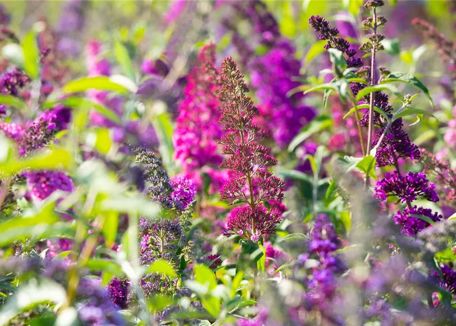 Buddleja davidii 'Royal Red'