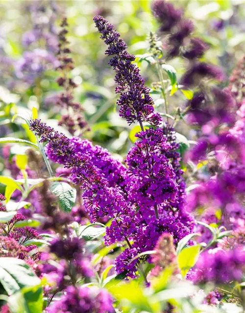 Buddleja davidii 'Royal Red'