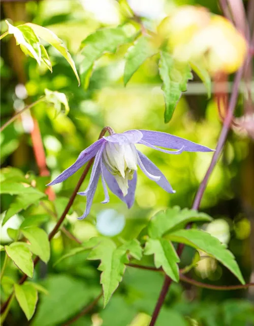 Clematis alpina