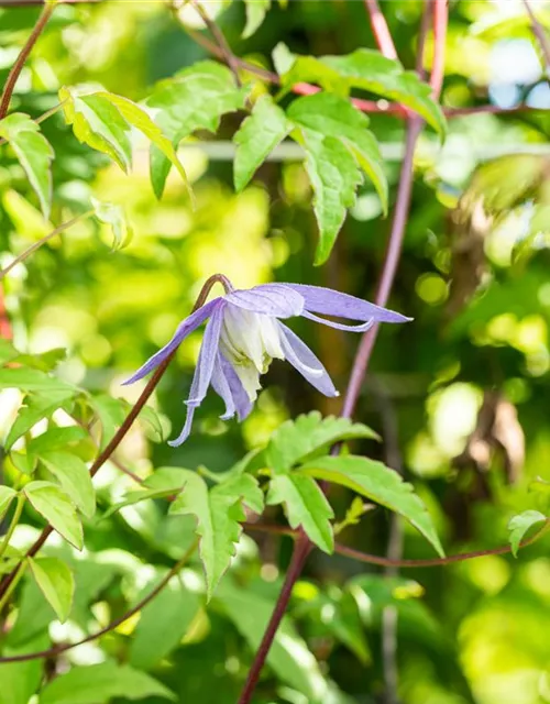 Clematis alpina